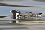 Image. Ancient Murrelet