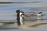 Image. Ancient Murrelet