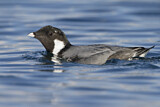 Image. Ancient Murrelet