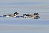 Image. Ancient Murrelet
