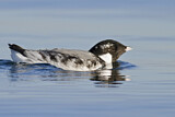 Image. Ancient Murrelet