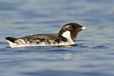 Image. Ancient Murrelet