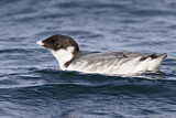 Image. Ancient Murrelet