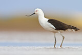 Image. Andean Avocet
