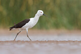 Image. Andean Avocet