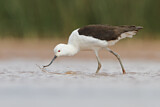 Image. Andean Avocet
