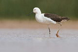 Image. Andean Avocet