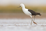 Image. Andean Avocet