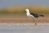 Image. Andean Avocet