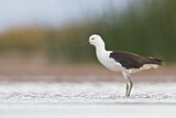 Image. Andean Avocet