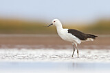 Image. Andean Avocet