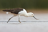 Image. Andean Avocet
