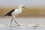 Image. Andean Avocet
