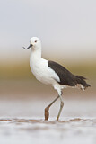 Image. Andean Avocet
