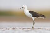 Image. Andean Avocet