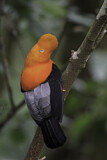 Image. Andean Cock-of-the-rock