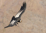 Image. Andean Condor