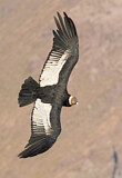 Image. Andean Condor