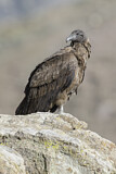 Image. Andean Condor