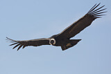 Image. Andean Condor