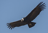 Image. Andean Condor
