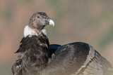 Image. Andean Condor