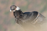 Image. Andean Condor