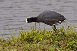 Image. Andean Coot