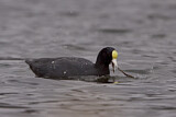 Image. Andean Coot