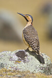 Image. Andean Flicker