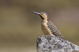 Image. Andean Flicker