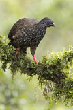 Image. Andean Guan