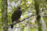 Image. Andean Guan