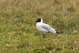 Image. Andean Gull