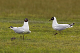 Image. Andean Gull