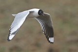 Image. Andean Gull