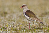 Image. Andean Lapwing