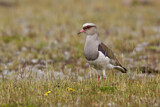 Image. Andean Lapwing