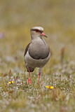 Image. Andean Lapwing