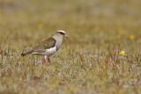 Image. Andean Lapwing