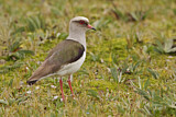 Image. Andean Lapwing