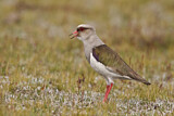 Image. Andean Lapwing
