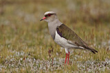 Image. Andean Lapwing