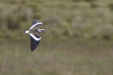 Image. Andean Lapwing