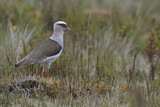 Image. Andean Lapwing