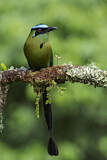 Image. Andean Motmot