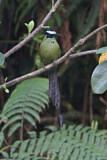 Image. Andean Motmot