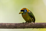 Image. Andenbartvogel