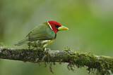 Image. Andenbartvogel