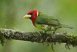 Image. Andenbartvogel